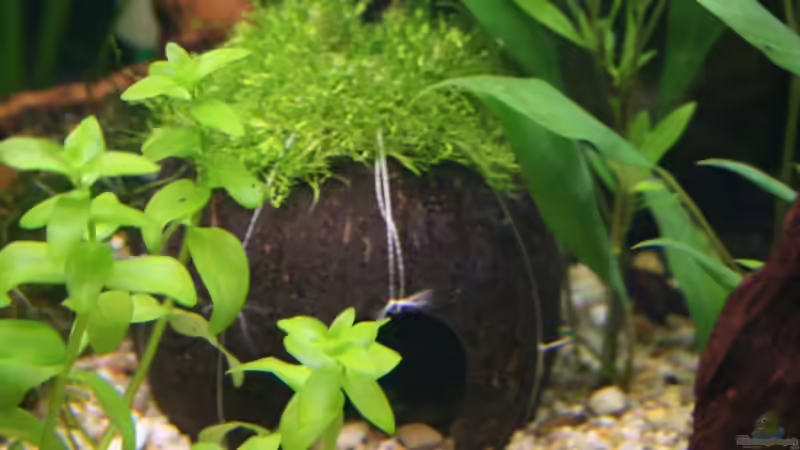 Kokusnuss mit Riccia von StefanE. (19)