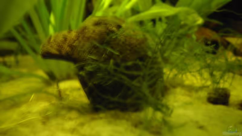 kokusnuss von -=Diskus-Fan=- (7)