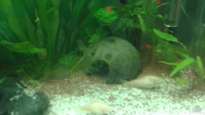 Kokusnusshälfte von Reinhold Berk (13)