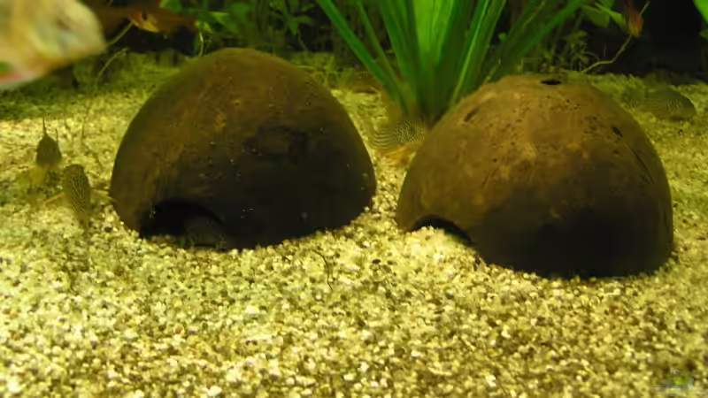 Kokusnußhöhlen von urml87 (7)