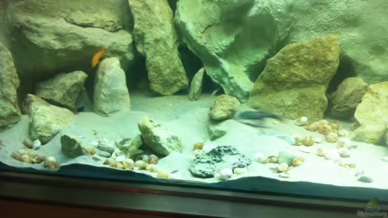 Kolonie N. multifasciatus von Dirk Beßler (2)