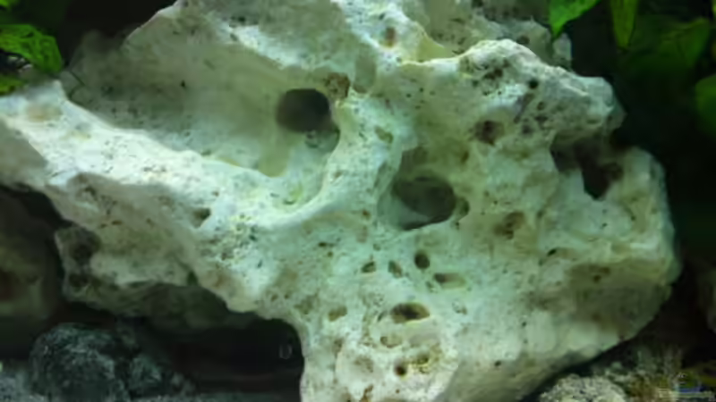 Koloss von Strohhut. (7)