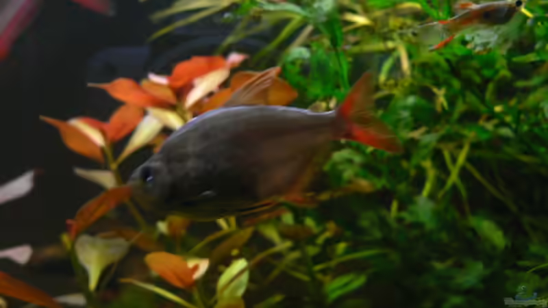 Kolumbianer/ Endlerguppy von Zapfenmanderl (34)