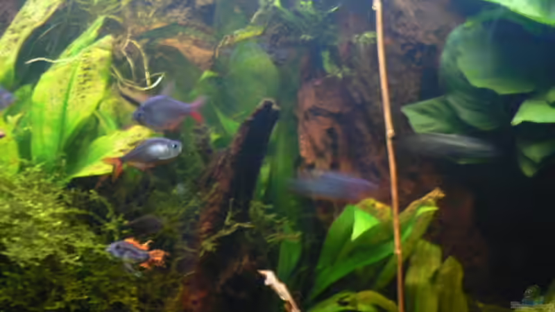 Aquarien mit Laetacara curviceps (Tüpfelbuntbarsch)