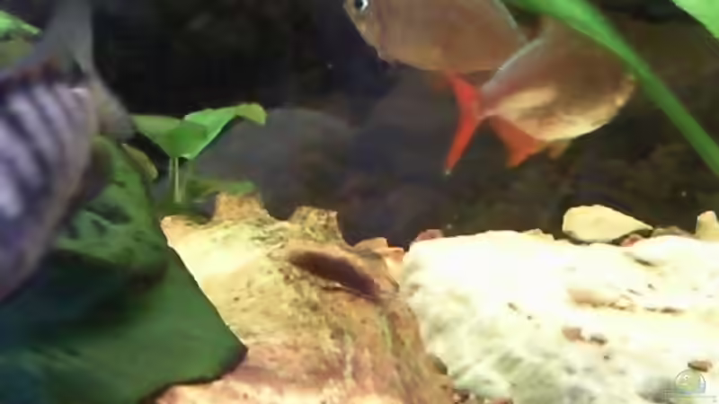 Kolumbianer und Zebras einträchtig vereint von mikael38 (39)