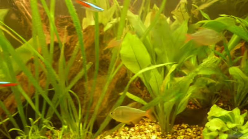 Kolumbianer von Mr.Zogs (14)