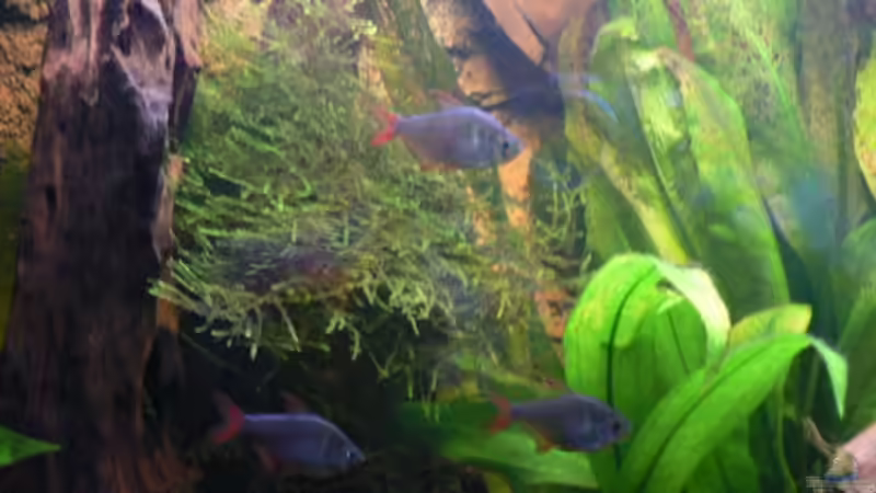 Kolumbianer von Zapfenmanderl (14)