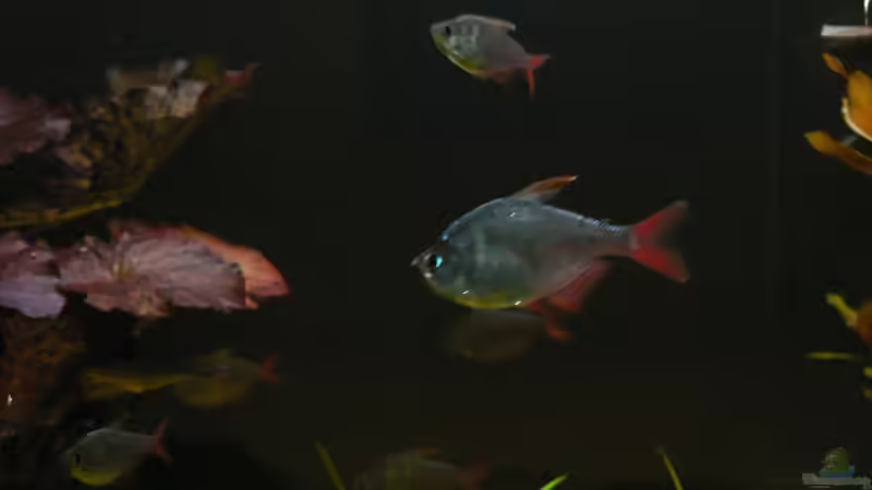 Kolumbianer4 von Zapfenmanderl (35)