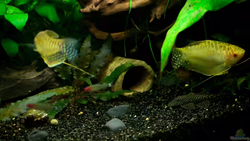 Kombination: Mangroven, Kies, Höhle, Moorkien von Guenni (9)