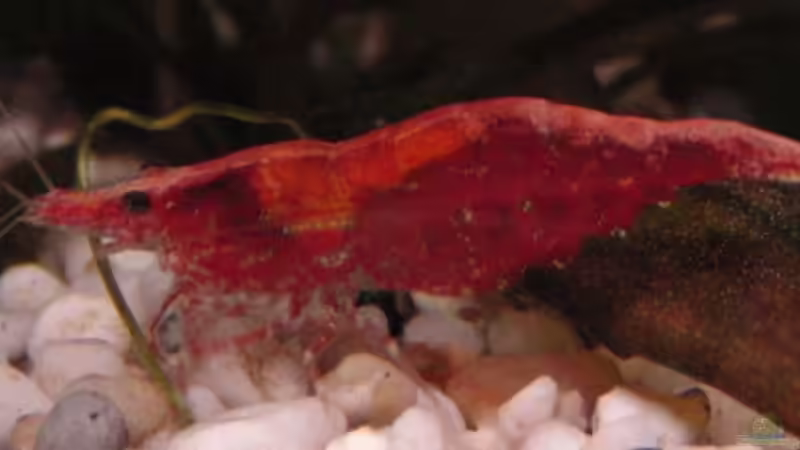 komischer Fisch ;-) von Microsash (5)