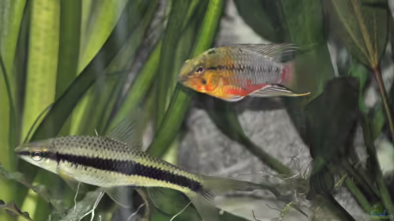 ´komisches´ Pärchen.... von Chris64 (22)