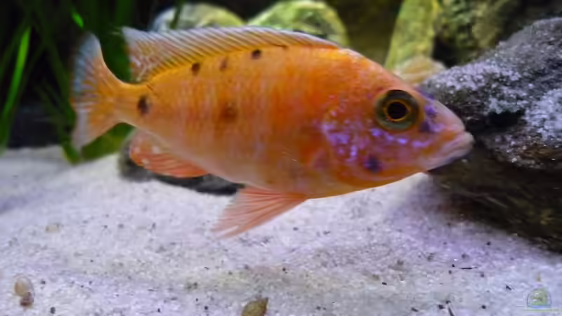 komm her Du.. von Chris_R. (38)