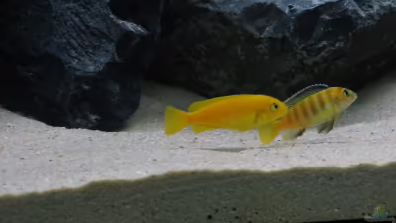 Kommendes Traumpaar? Pseudotropheus Saulosi, Männchen in der Umfärbphase von BastiB (58)