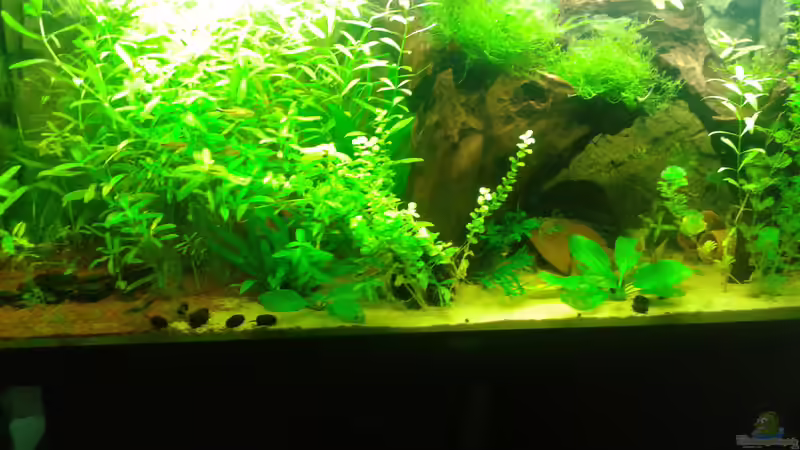 Kommt auf dem Foto viel heller rüber als es wirklich ist