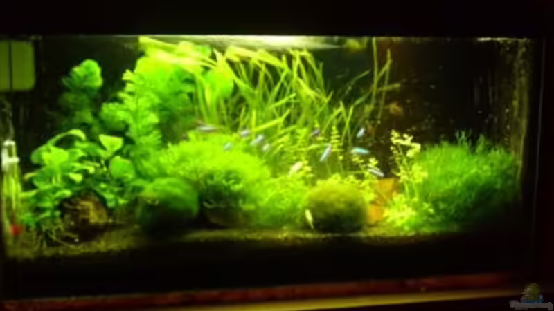 Komplett Ansicht von DAEMON (1)