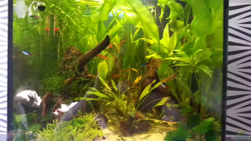 Komplett Ansicht von Zohan (1)