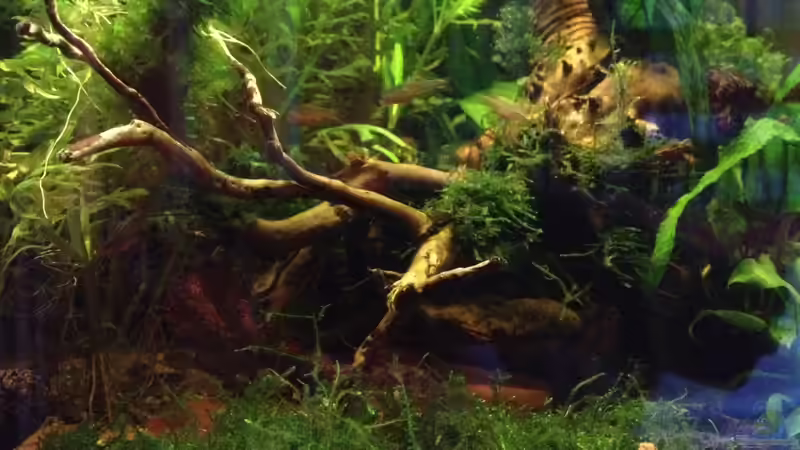 komplett Bepflanzung (Vordergrund: ´Java-Teppich´) von Pillemann77 (10)