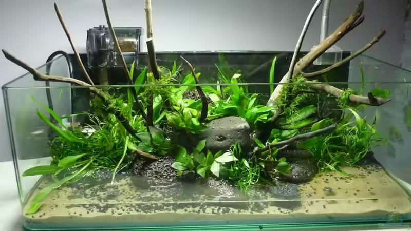 komplett eingerichtet und bepflanzt von Chris_R. (5)