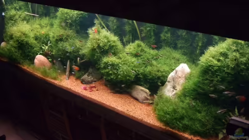 komplett mit Pflanzen von Sebastian Winkel (5)