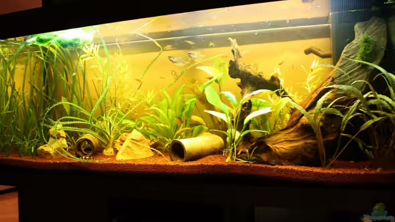 Komplettansicht 2 von Viktor D. (2)