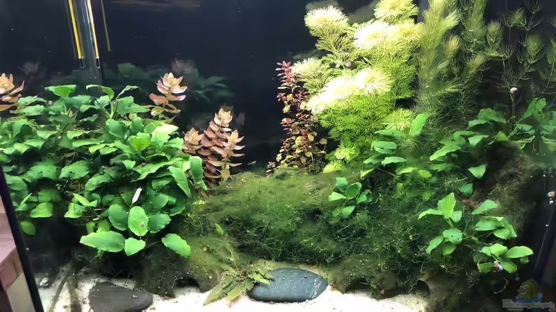 Komplettansicht 2020-10-02 von Kamelot (1)