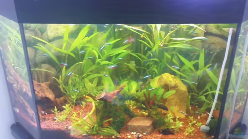 Komplettansicht ca. eineinhalb Wochen nach Neubepflanzung von Maria Dicke (4)