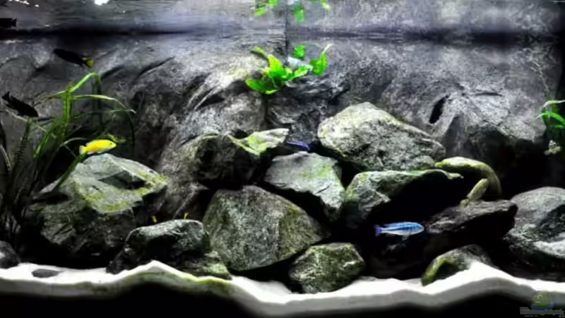 Komplettansicht des Malawibeckens. Die künstlichen und die echten Felsen sind kaum zu unterscheiden...