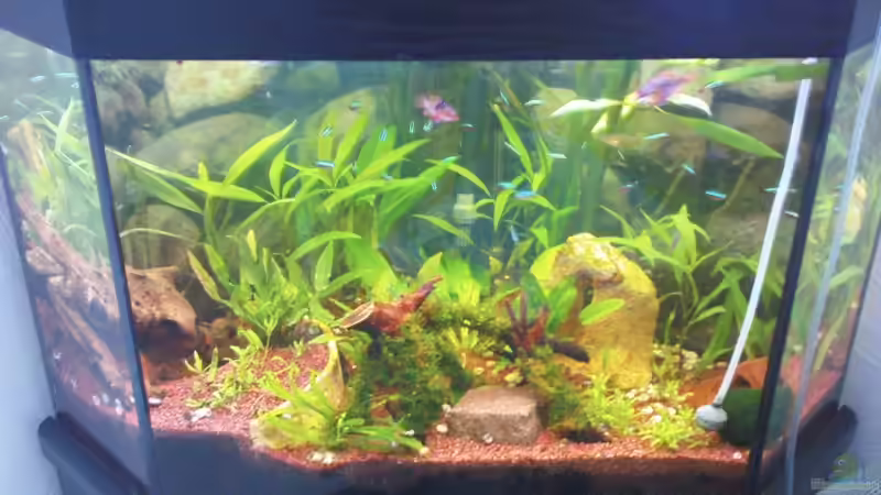 Komplettansicht direkt nach der Neubepflanzung von Maria Dicke (2)