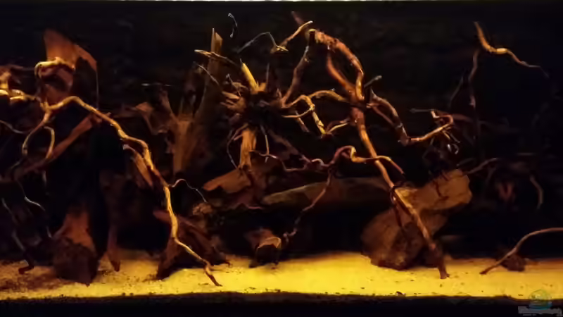 Komplettansicht (leider nicht die beste Qualität, da das Becken sehr dunkel ist) von David S. (1)