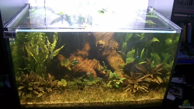 Komplettansicht mit den Wurzeln von Christian Müller (5)