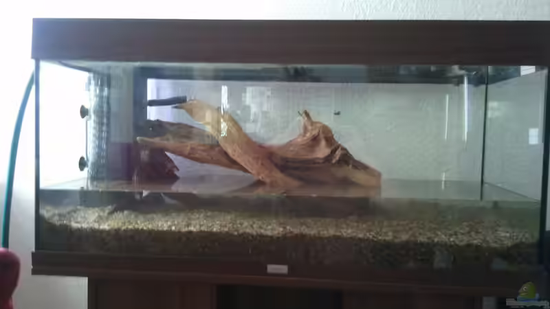 Komplettansicht mit XL Wurzel von Alexander Budzien (3)