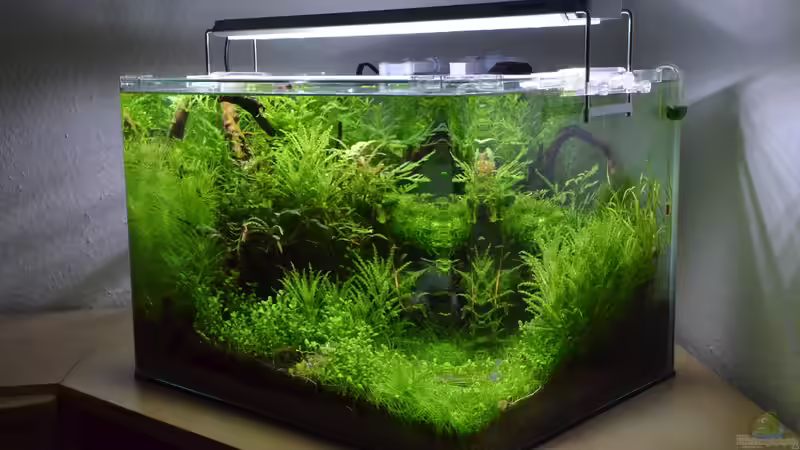 Komplettansicht Rheintalwald 50 Liter