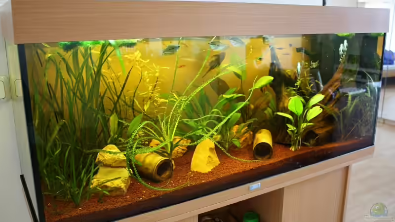 Komplettansicht schräg, die andere Seite von Viktor D. (5)