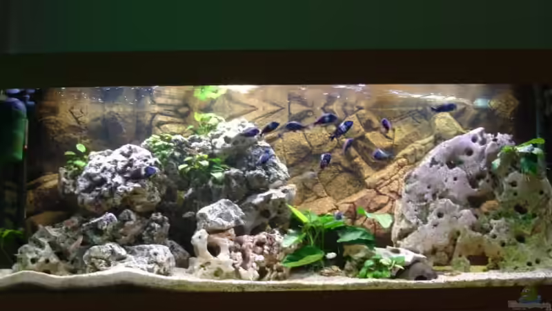 Komplettansicht von Birkenzeisig (1)