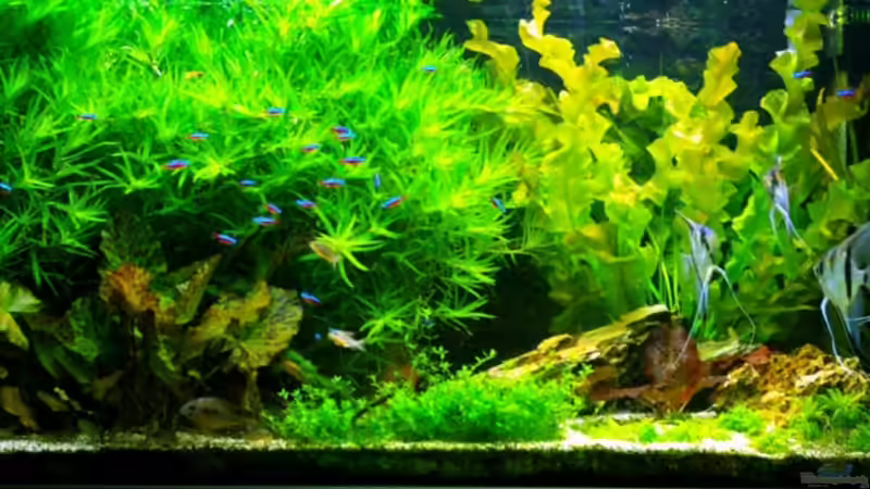 Komplettansicht von Deeplink (1)