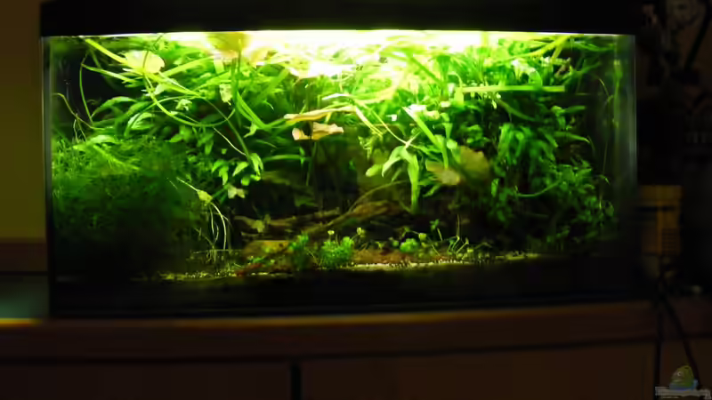 Komplettansicht von Flossenbeschauer (2)