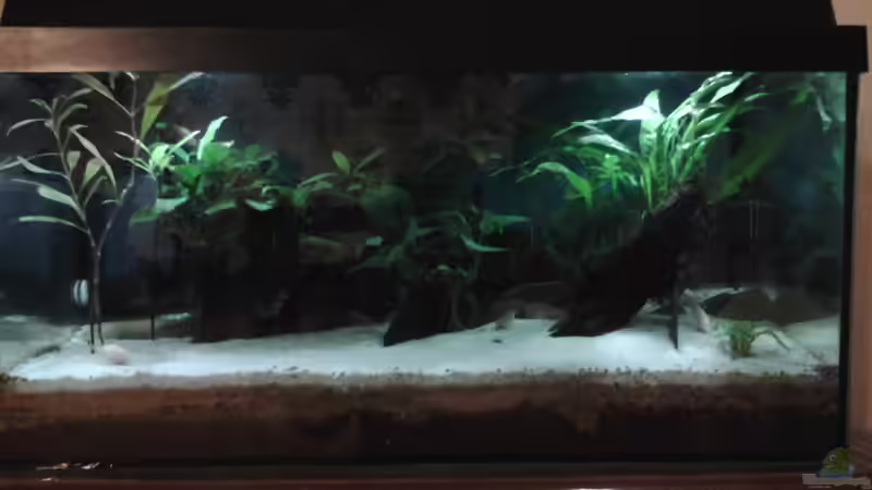 Komplettansicht von Jody Wynn (8)