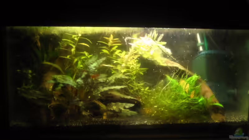 Komplettansicht von Lisa K. (1)