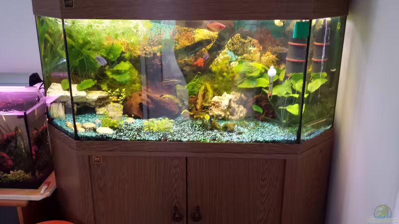 Komplettansicht von mamo2000 (3)