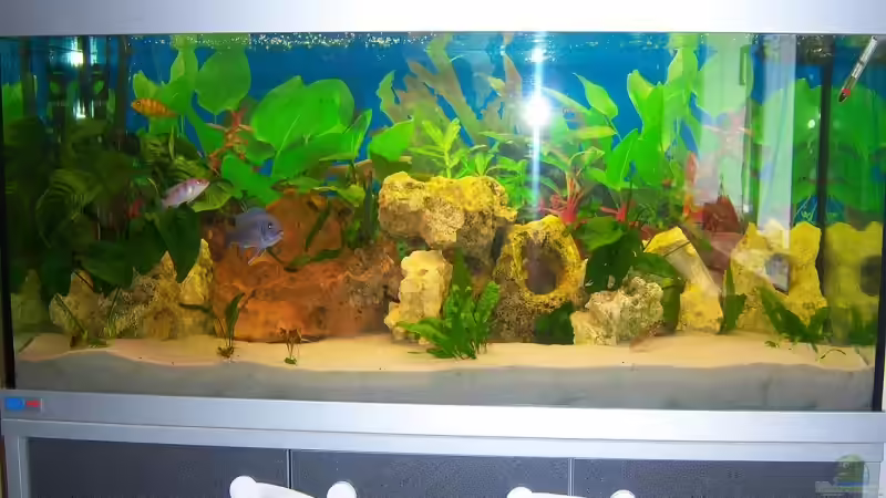 Komplettansicht von Schiffi333 (1)