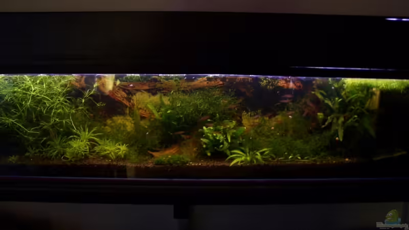 komplettansicht von Thomas Zips (1)