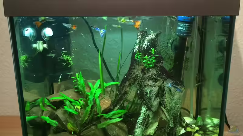 Komplettansicht von X-Rayminator (2)