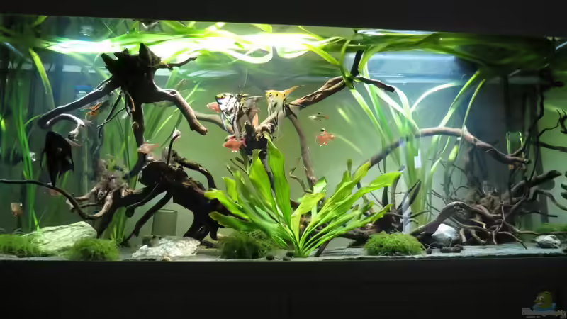 Komplettansicht Vorne 06.08.2016 von Skalarjoe (4)