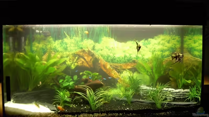 Komplette Ansicht Des Aquariums von bjoern21x (2)