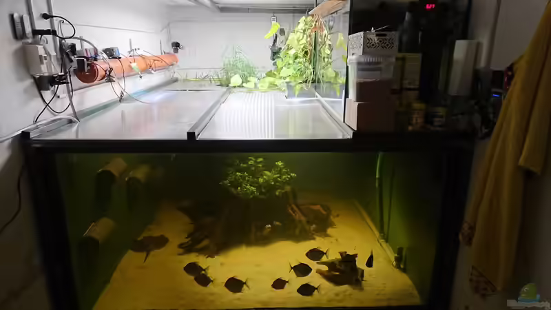 Komplette Ansicht des Beckens von kellerkind (3)