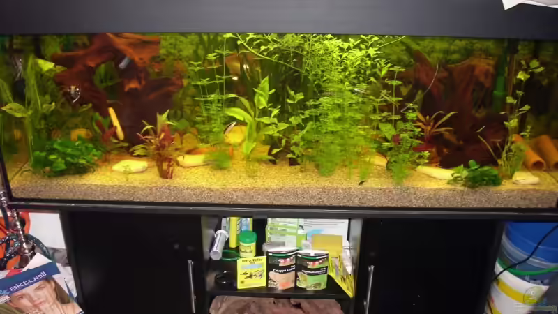 Komplette Becken ansicht von vorne von Patrick Adler (1)