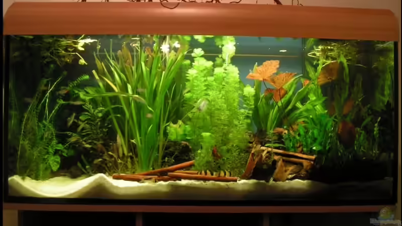 komplettes Aquarium - 2011 von Peggy (9)