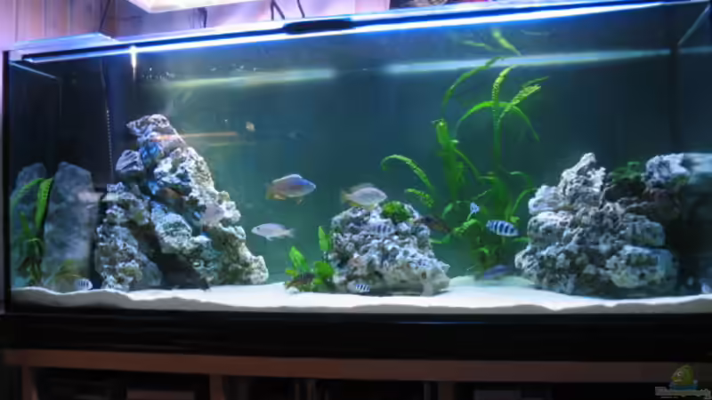 KOMPLETTES BECKEN MIT JUMBO FILTER LINKS von Marvin Michel (15)