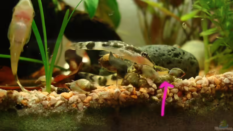 Konferenz der Tiere wegen Hikari Algae Wafer! von Aquilegia (12)