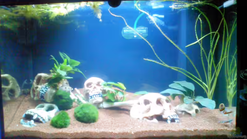 Kongo / Noch fehlt etwas Deko und ein paar Pflanzen von Aquaristricks (6)